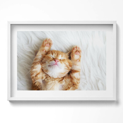 Obraz w ramie Mały śpiący kotek