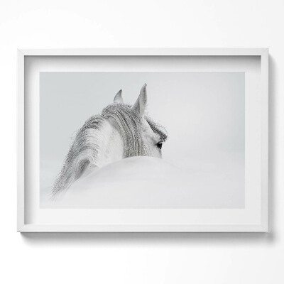 Obraz w ramie Koń andaluzyjski we mgle