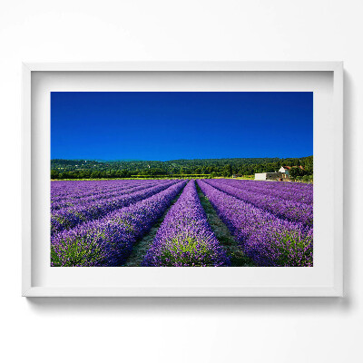 Obraz w ramie Pole lawendy w Prowansji