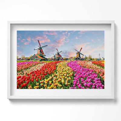Obraz w ramie Krajobraz z tulipanami Holandia