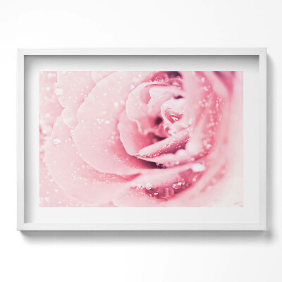 Obraz w ramie Krople rosy i kwiat róży