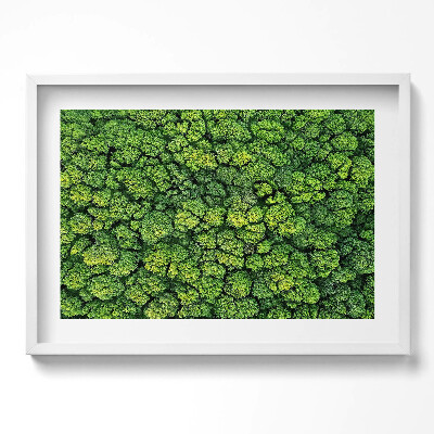 Obraz w ramie Natura rośliny mech