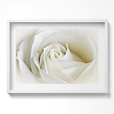 Obraz w ramie Delikatne płatki białej róży