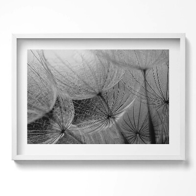 Obraz w ramie Czarno-białe zbliżenie na dmuchawiec