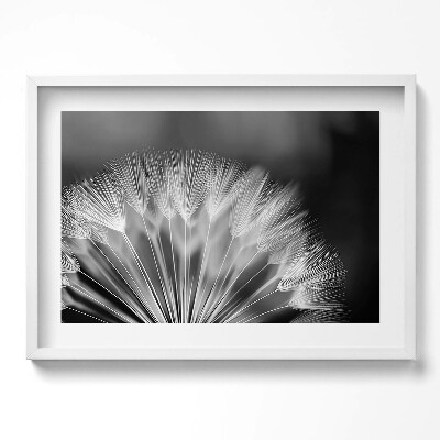 Obraz w ramie Czarno-białe zbliżenie na dmuchawiec