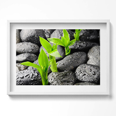 Obraz w ramie Zielone rośliny na mokrych kamieniach
