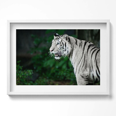 Obraz w ramie Biały tygrys w dżungli