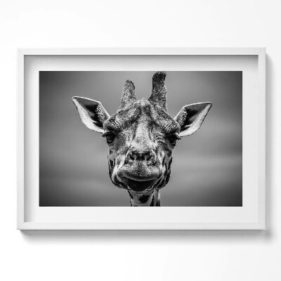 Obraz w ramie Czarno-biała głowa żyrafy