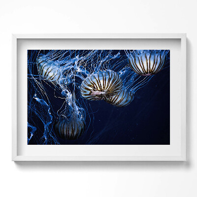 Obraz w ramie Niebieskie meduzy w wodzie