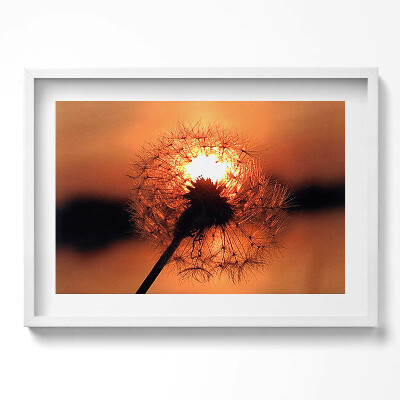 Obraz w ramie Dmuchawiec o zachodzi słońca
