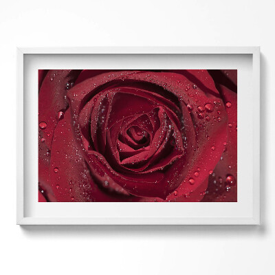 Obraz w ramie Zbliżenie na czerwoną róże w rosie
