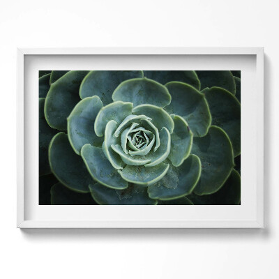 Obraz w ramie Zielona roślina sukulent