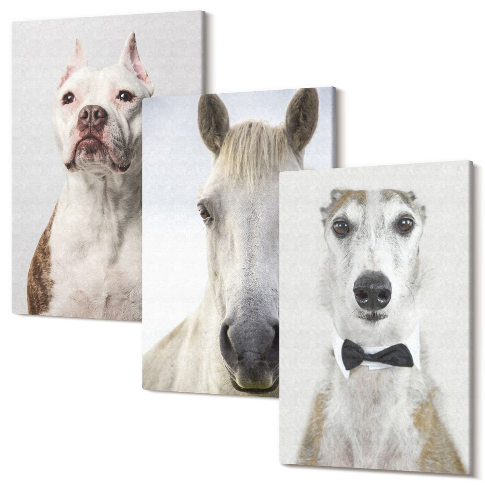 Zestaw obrazów na płótnie tryptyk Ciekawe portrety psów i konia w eleganckim stylu