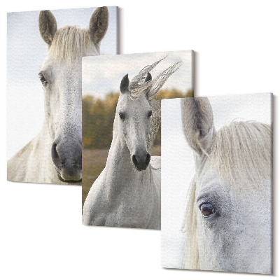Zestaw obrazów na płótnie tryptyk Białe konie w różnych pozach na tle natury