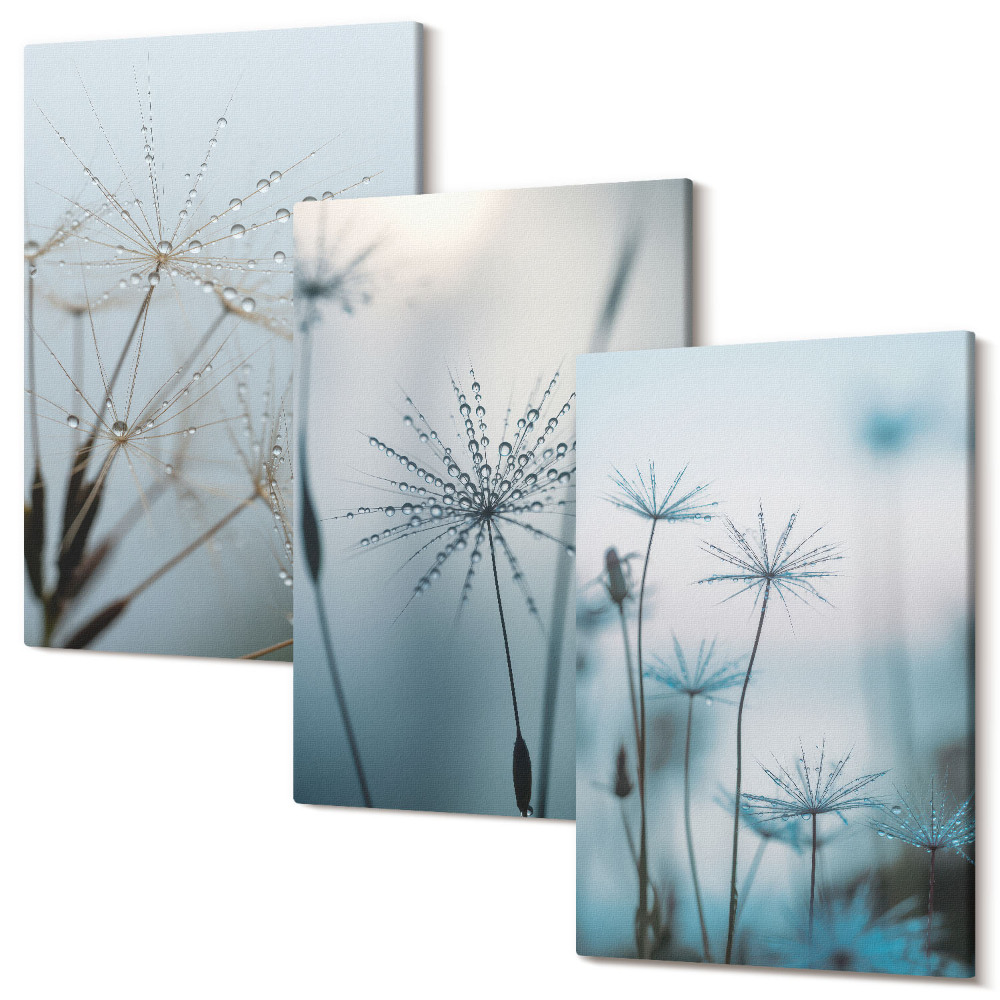Zestaw obrazów na płótnie tryptyk Delikatne dmuchawce z kroplami wody