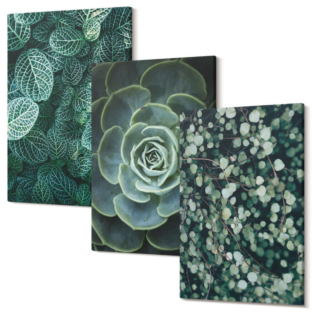 Zestaw obrazów tryptyk na ścianę Zielone liście roślin sukulentów i delikatnych gałązek
