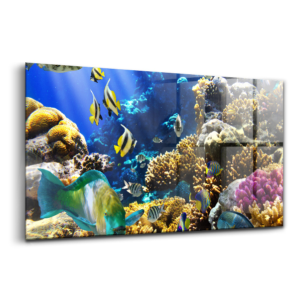 Obraz na szkle Zdjęcie ryby na rafie koralowej