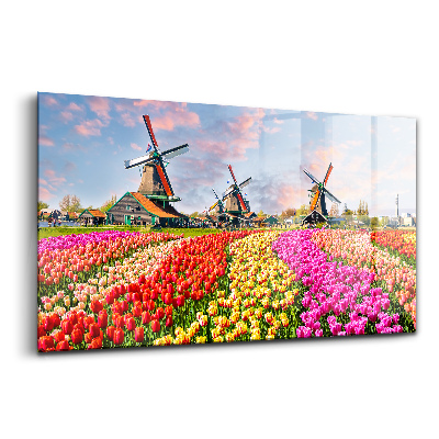 Obraz szklany Krajobraz z tulipanami Holandia